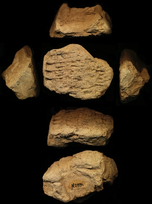 N2934