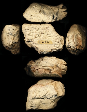 N4591