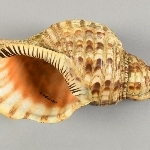 750996