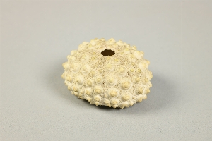 L-180-50