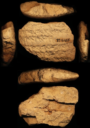 29-16-655