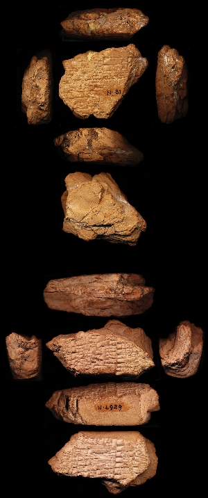 N81