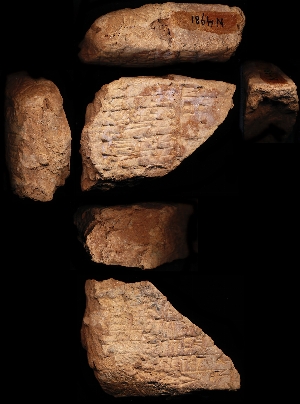 N4981