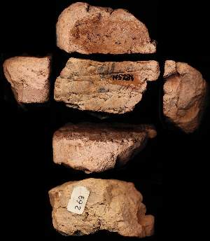 N5281
