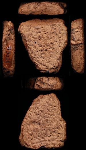 N5021