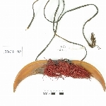 785514