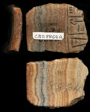 CBS8864A