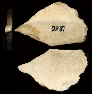 CBS9981