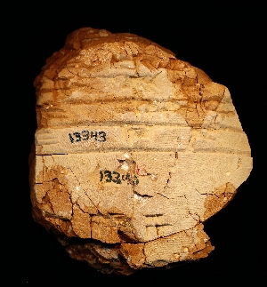 CBS13343