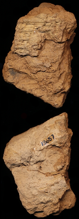 CBS13657