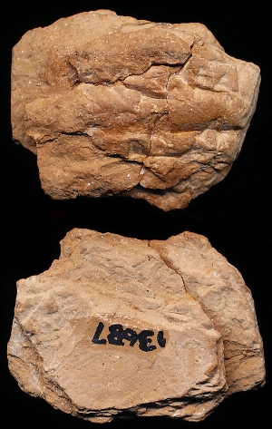 CBS13687