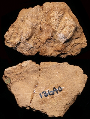 CBS13690