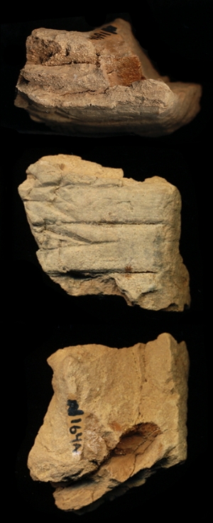N164A
