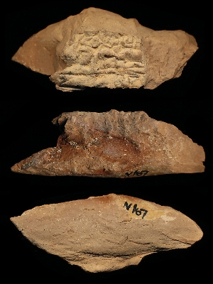 N167