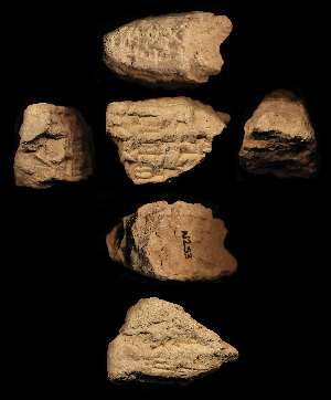 N253