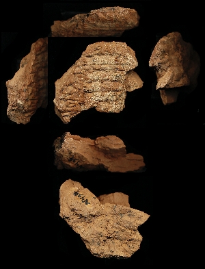 N494