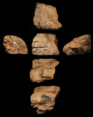 N503