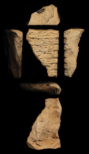 N538