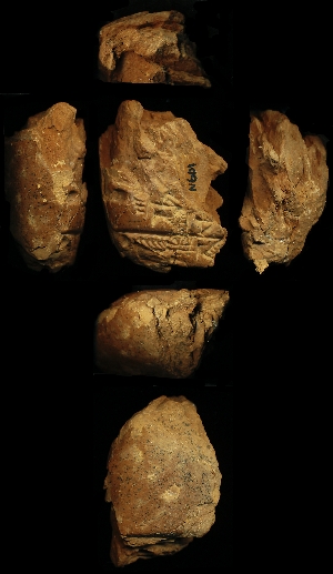 N601