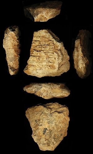 N619