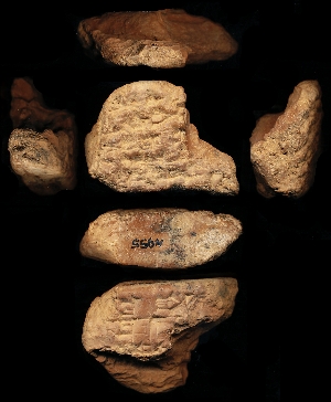 N955