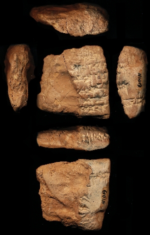 N1019