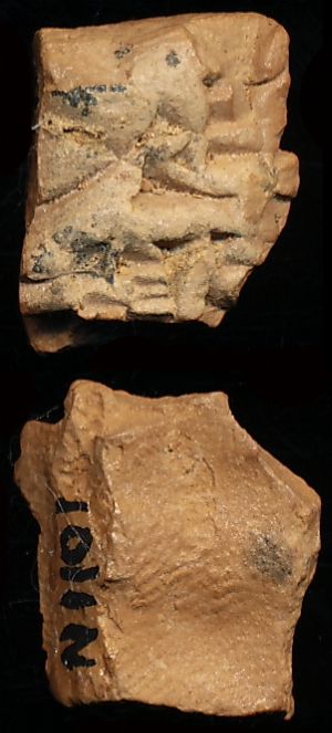 N1101