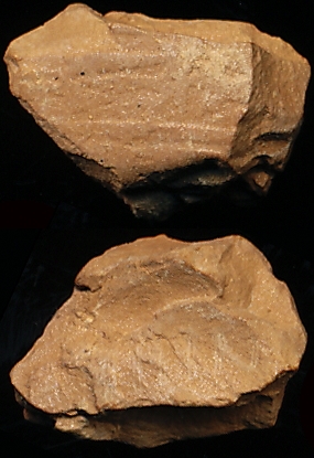 N1116