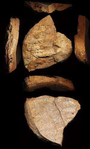 N1119