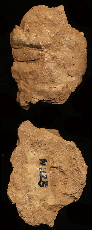 N1125