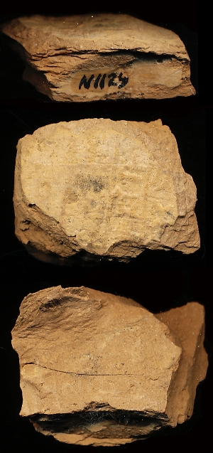 N1129