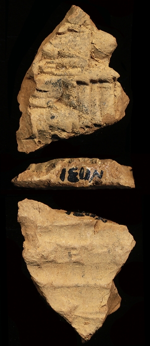 N1131