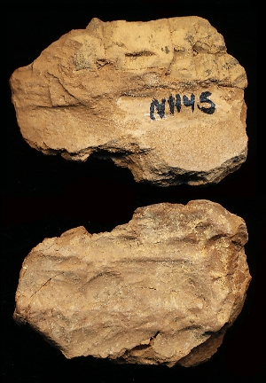 N1145