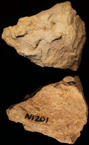 N1201