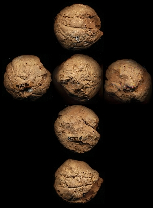 N1205
