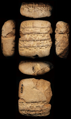 N1229