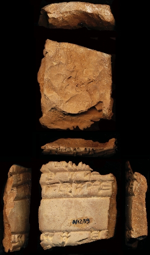 N1239