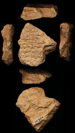 N1364