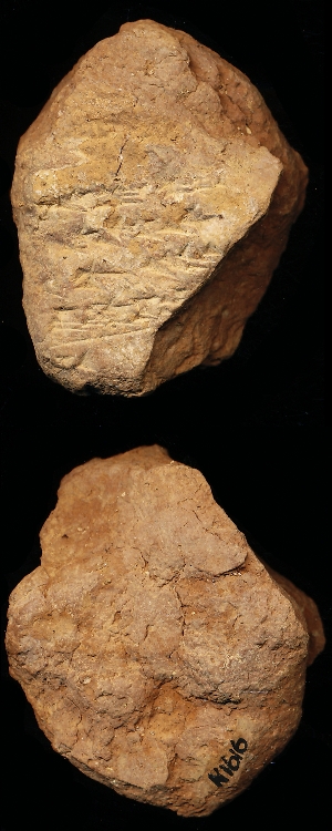 N1616