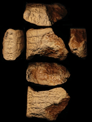 N2031