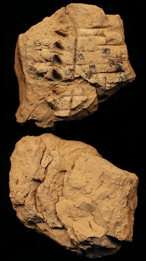 N2095