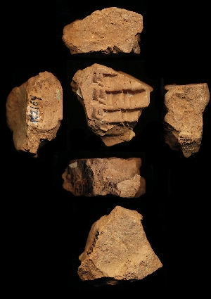 N2164