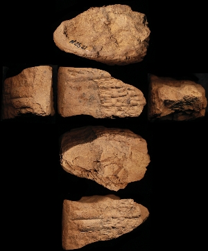 N2521