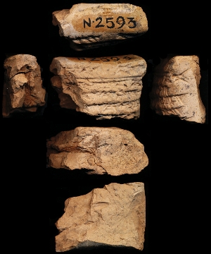 N2593