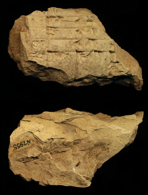 N2955
