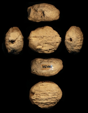 N4434