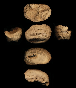 N4446