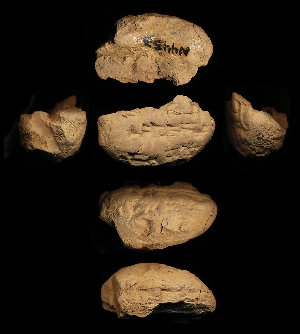 N4453