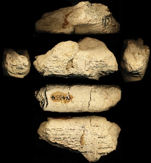 N4554