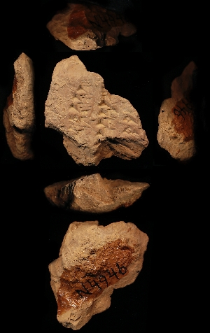 N4946